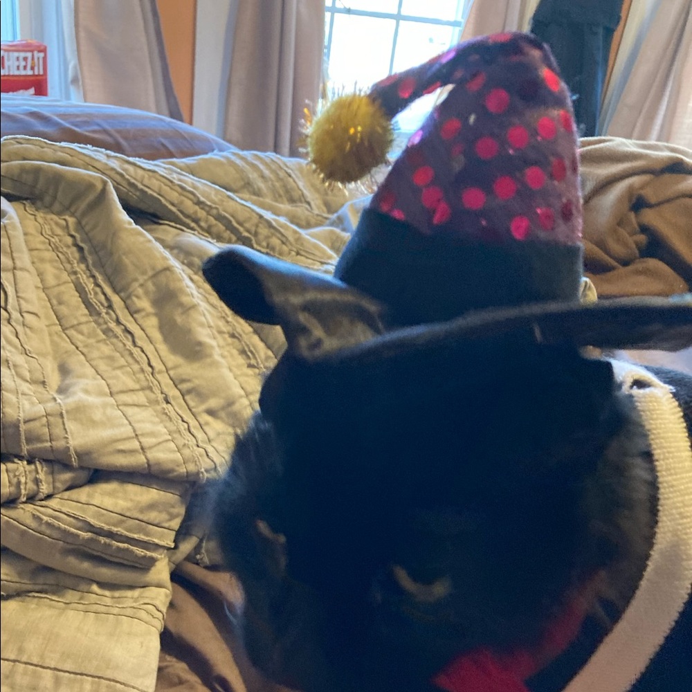 WITCH HAT for pets 🐶🐱